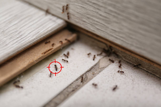 Best Mosquito Control Services  in Cary, IL