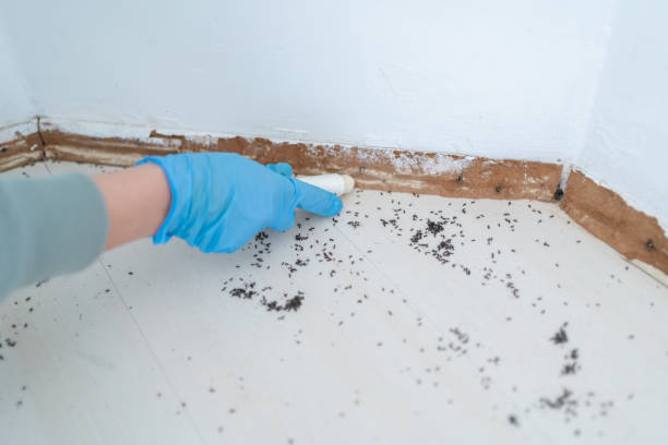 Trusted Cary, IL Pest Control Experts